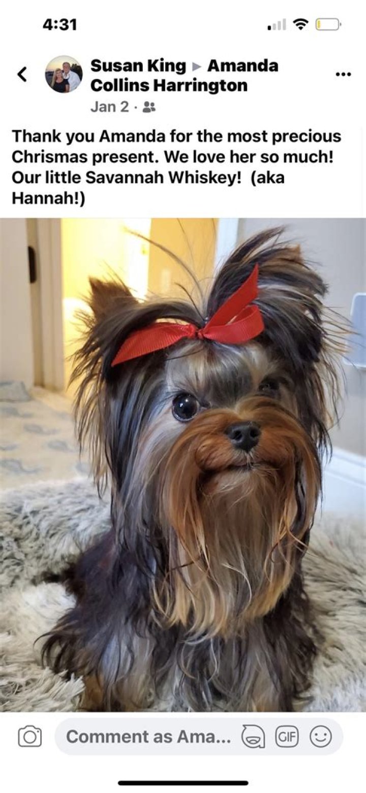 Georgia Yorkie’s Boyfriend: Who is Georgia Yorkie Dating?