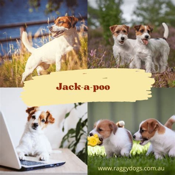 Jack Russell’s Wife: Who is Jack Russell Dating?